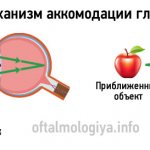 Accommodation of the eye