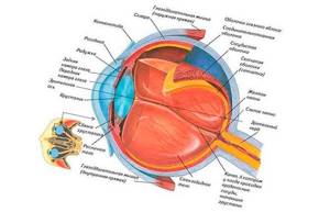 Анатомия зрительного механизма
