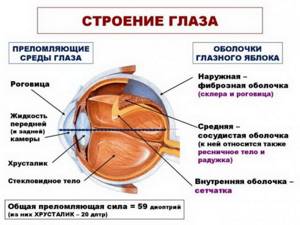 Анатомия зрительного органа, схема