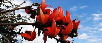 Butea monosperma