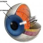 Что такое склера