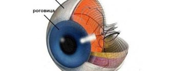 Что такое склера