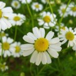 How to remove swelling of the upper eyelids in the morning