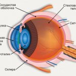 как устроен человеческий глаз