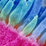 Колбочки и палочки сетчатки глаза