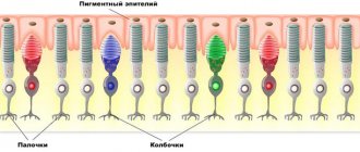 cones and rods in the eye system