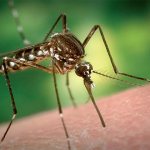 Комар сидит на коже