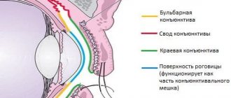 Конъюнктива глаза