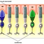 Макула глаза