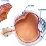 Макула (желтое пятно) — это центральная часть сетчатки глаза