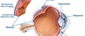 The macula (macula) is the central part of the retina of the eye.