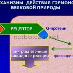 Механизм действия гормонов