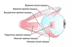 Мышечная система человеческого глаза