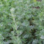 Полынь горькая