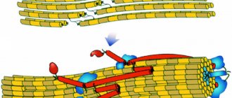The principle of operation of the corneal crosslinking method for keratoconus