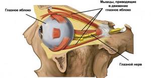 Развитие патологии связано с нарушением работы группы глазодвигательных мышц