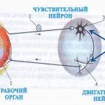 Рефлекторная дуга строение, части и их функции, виды, общая схема, последовательность прохождения нервного импульса по дуге, примеры дуг и рефлексов