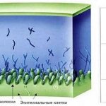 Слезная пленка