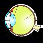 Строение глаза и функции его частей в таблице