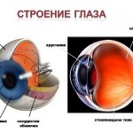 строение глазного яблока