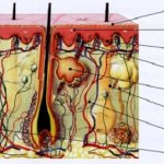 Строение кожи
