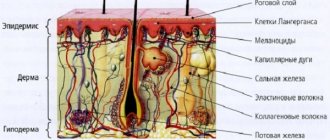 Строение кожи