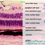 строение сетчатки