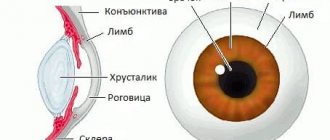 Строение склеры глаза