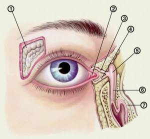 Топография слезных органов: 1 — слезная железа; 2 — слезное мясцо; 3, 4 — слезные канальцы; 5 — слезный мешок; 6 — носослезный проток; 7 — нижняя носовая раковина.