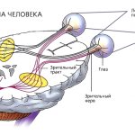 Зрительный нерв